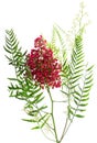 Pink peppercorn. Peruvian Pepper Tree ( Schinus molle L.) Royalty Free Stock Photo