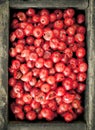 Pink peppercorns