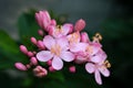 Pink peregrina flower with bokeh background