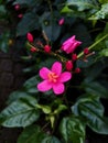 Pink Peregrina Flower