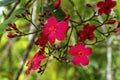 Pink Peregrina Spicy Jatropha Easter Island Chile