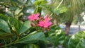 Pink Peregrina sweet smiling in sunny day Royalty Free Stock Photo