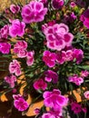 Pink Perennial Dianthus Flowers Royalty Free Stock Photo