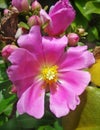 Pink pereskia flower, Pereskia grandifolia, on garden