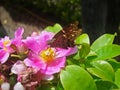 Pink pereskia flower, Pereskia grandifolia, on garden