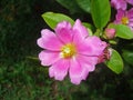 Pink pereskia flower, Pereskia grandifolia, on garden