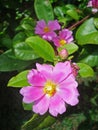 Pink pereskia flower, Pereskia grandifolia, on garden