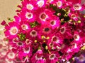 Pink Pericallis cruenta flowers Royalty Free Stock Photo