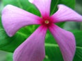 Pink Periwinkle Flower Royalty Free Stock Photo