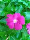 Pink Periwinkle Flower closeup Royalty Free Stock Photo