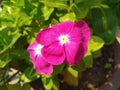 Pink Periwinkle Flower closeup Royalty Free Stock Photo