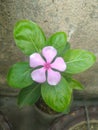 Pink Periwinkle Flower closeup Royalty Free Stock Photo