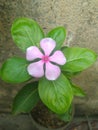 Pink Periwinkle Flower closeup Royalty Free Stock Photo