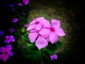 Pink Periwinkle Flower Macro Background Royalty Free Stock Photo
