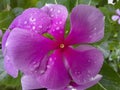 Pink periwinkle flower macro close-up