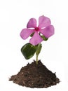 Pink Periwinkle Flower in a mound of soil