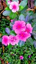 Pink periwinkle or sadabahar plant