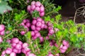 Pink pernettia berries with leaves close-up, natural background, garden pinkberry gaulteriya Royalty Free Stock Photo