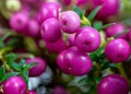 Pink Pernettya mucronata berries