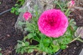 Pink persian buttercup flower (Ranunculus asiaticus) with buds.