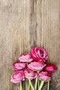 Pink persian buttercup flower (ranunculus)