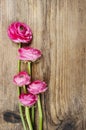 Pink persian buttercup flower (ranunculus)