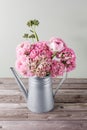 Pink persian buttercup flowers. Curly peony ranunculus in Metallic gray vintage watering can, copy space. Royalty Free Stock Photo