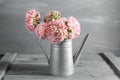 Pink persian buttercup flowers. Curly peony ranunculus in Metallic gray vintage watering can, copy space. Royalty Free Stock Photo