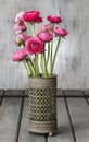 Pink persian buttercup flowers (ranunculus)