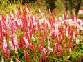 Pink persicaria knotweed in the Haut Chitelet.