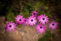 Pink Peruvian Flowers