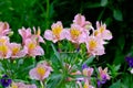 Pink peruvian lily flower close-up. Royalty Free Stock Photo