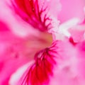 Pink petal of blooming flower, macro close up. Water drop flowing down summer red flower. Natural background. Selective focus Royalty Free Stock Photo