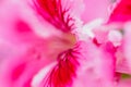 Pink petal of blooming flower, macro close up. Water drop flowing down summer red flower. Natural background. Selective focus Royalty Free Stock Photo
