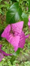 Pink petal bougainvillea on garden backyard