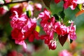 Pink petal. Branch apple blossoms. Blossoming orchard.