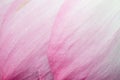 Pink petal close up