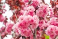 The Pink Petal of Crape Myrtle or Lagerstromia indica or China Berry or Lilac of the South closeup