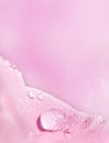 Pink petal with dew