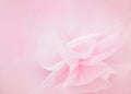 Pink petal flower in soft style