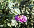 Pink petal flower in sunshine with bumble bee collecting necter