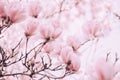 Pink Flower Tree Detail Bokeh Background