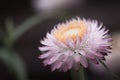 Pink petal flower Royalty Free Stock Photo