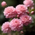 Pink Petaled Flowers Royalty Free Stock Photo