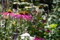 Echinacea cone flowers in the garden at Chateau de Chaumont in the Loire Valley, France. Royalty Free Stock Photo