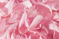 Pink petals Royalty Free Stock Photo