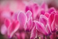 Pink Petals Background