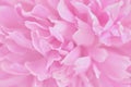 Pink petals with blurred focus