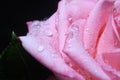 pink petals covered with dew Royalty Free Stock Photo