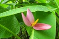 Pink petals of flowering Banana blooming on fresh green pinnately parallel venation leaf pattern with water droplets